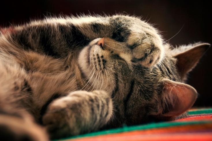 Can Cats Have Sleep Apnea