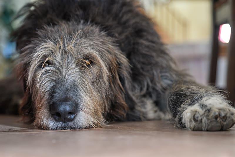 Joint Care for Dogs: A Comprehensive Guide