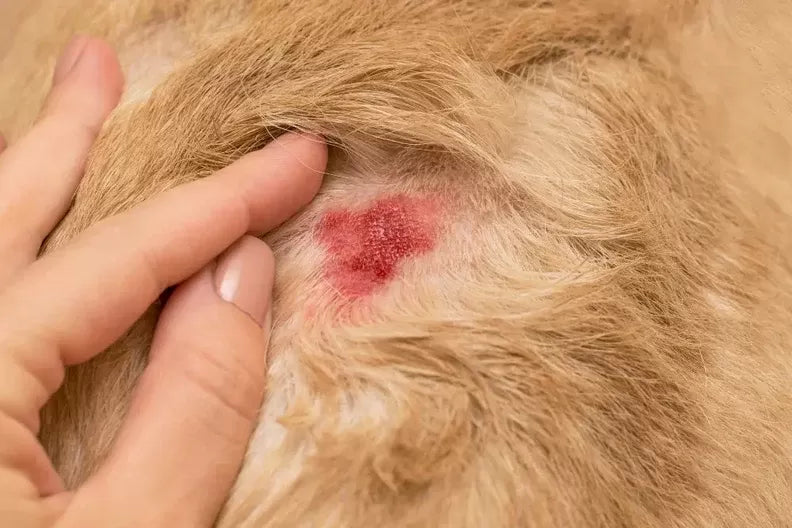 The Connection Between Dog Diet and Hot Spots