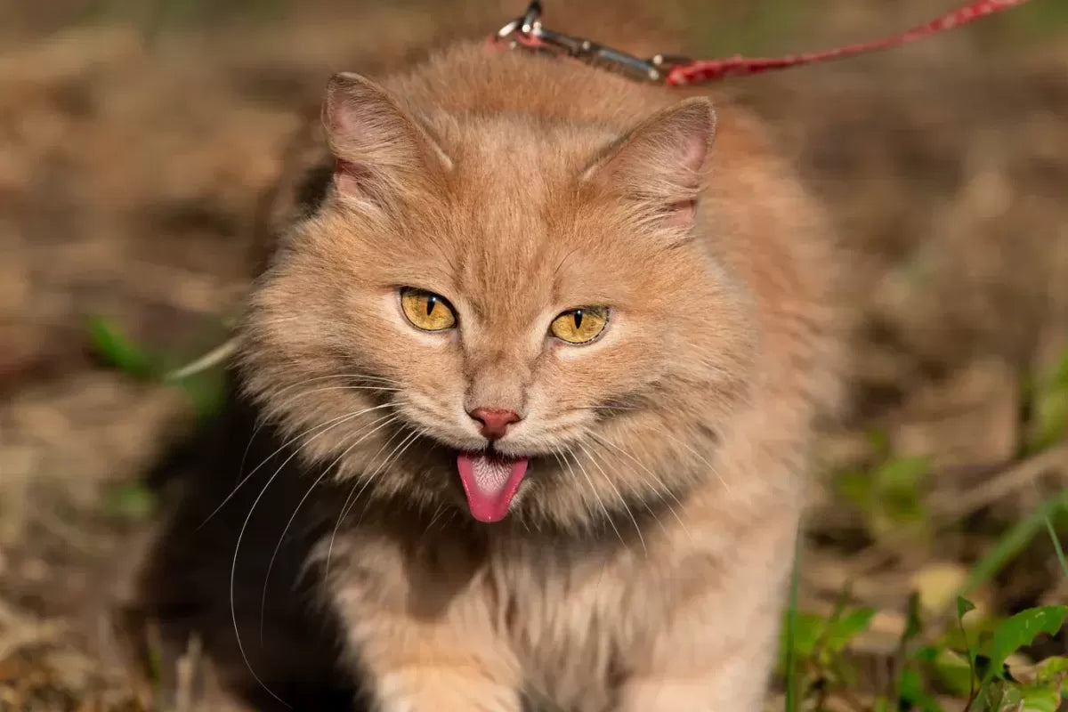 Why is My Cat Panting