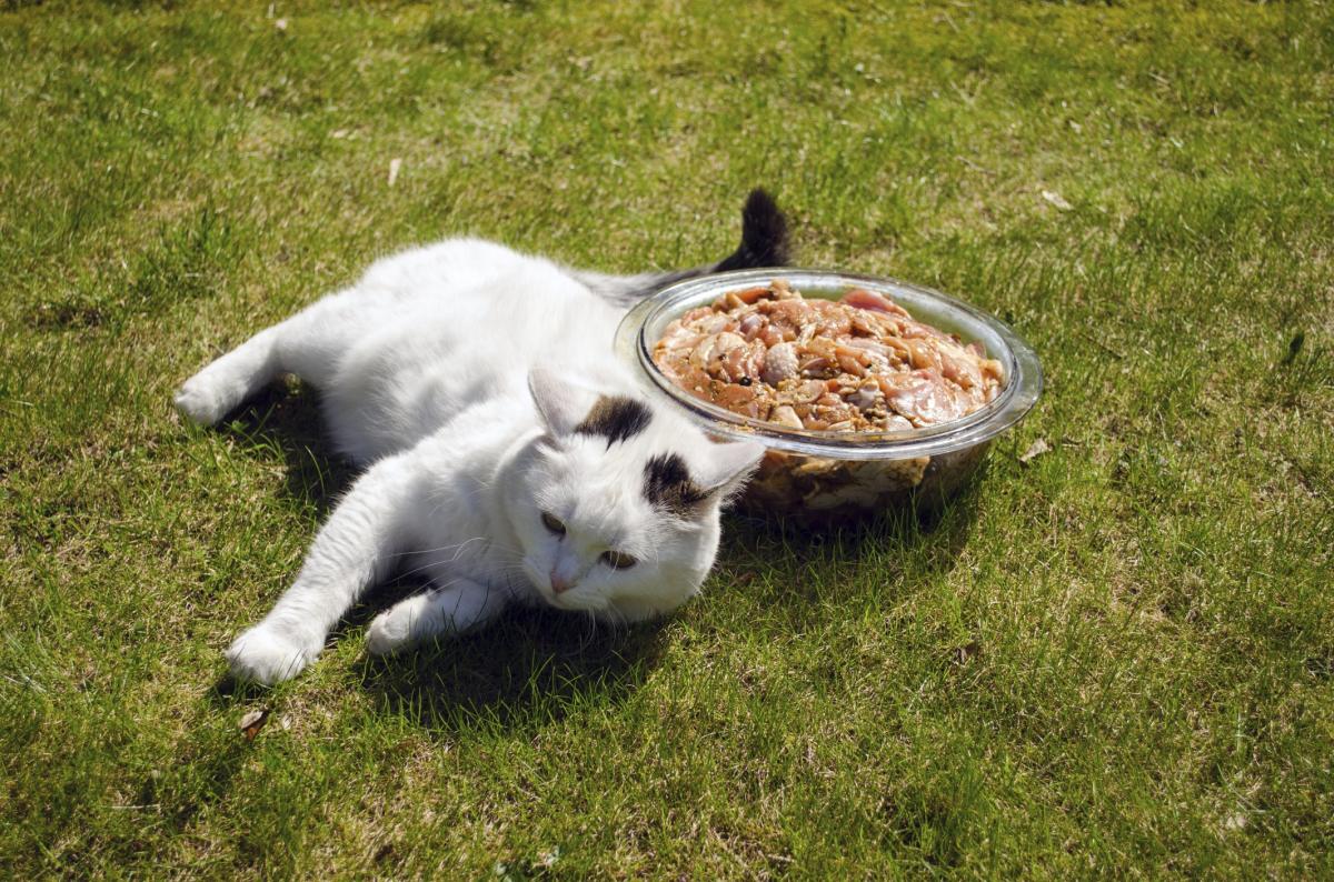 Feline Pancreatitis Diet