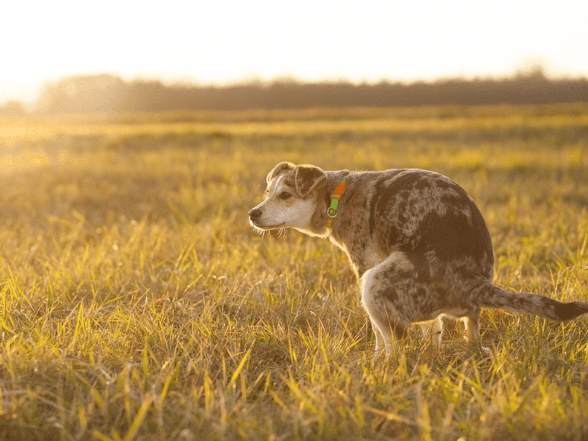 Maggots in Dog Poop