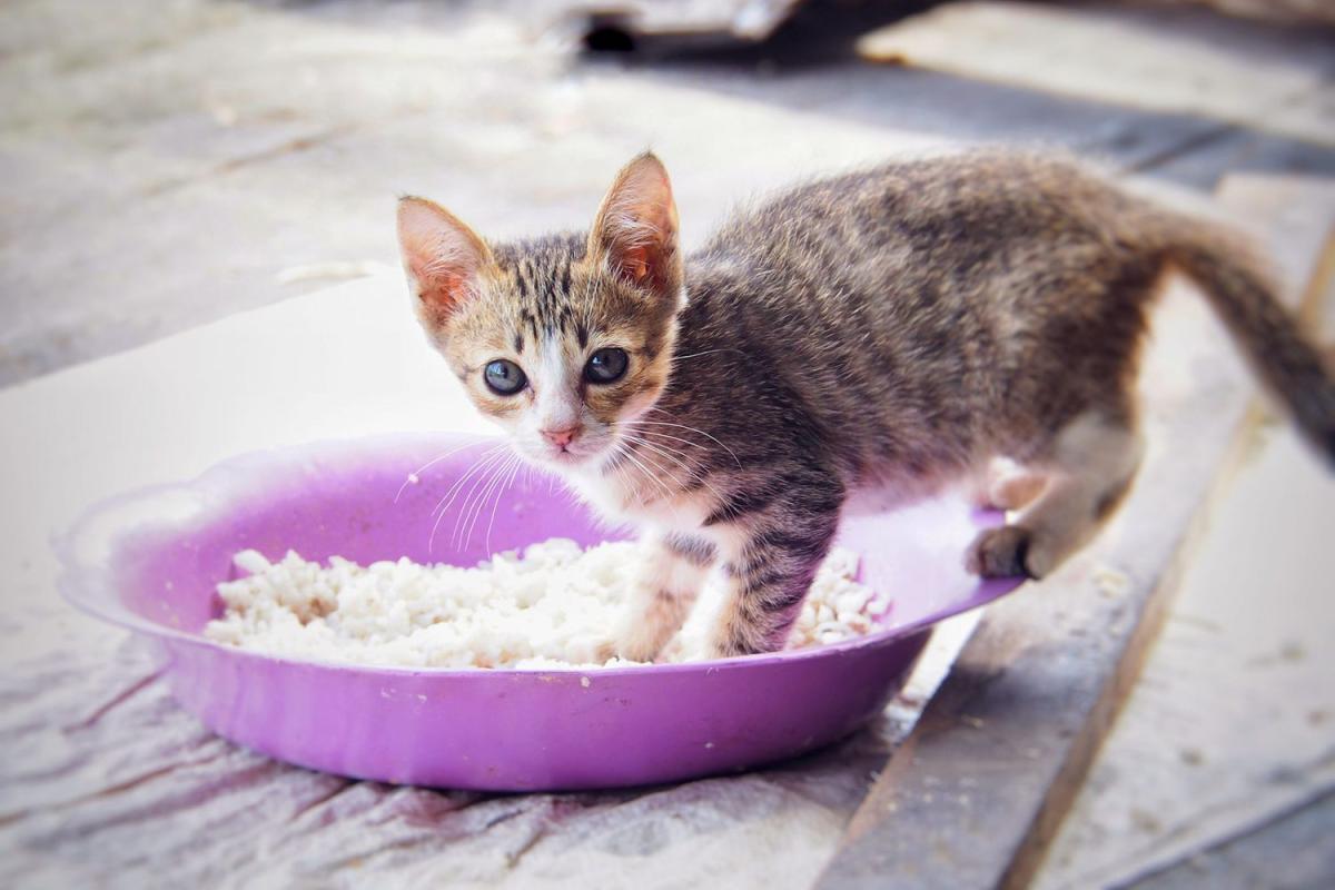 Can Cats Eat White Rice