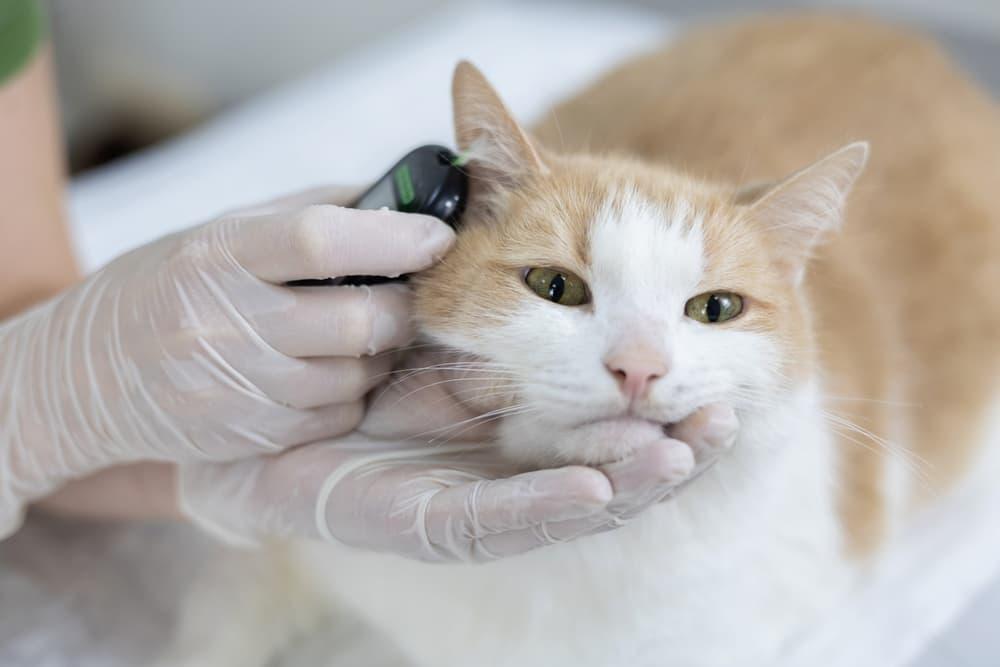 Normal Cat Glucose