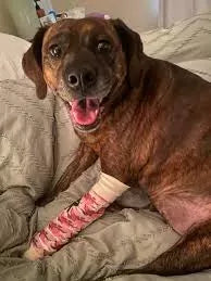 Dog Broken Toe: Signs, Cause and Treatment
