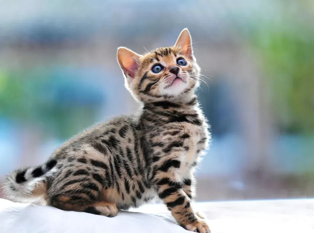 Are Bengal Cats Hypoallergenic