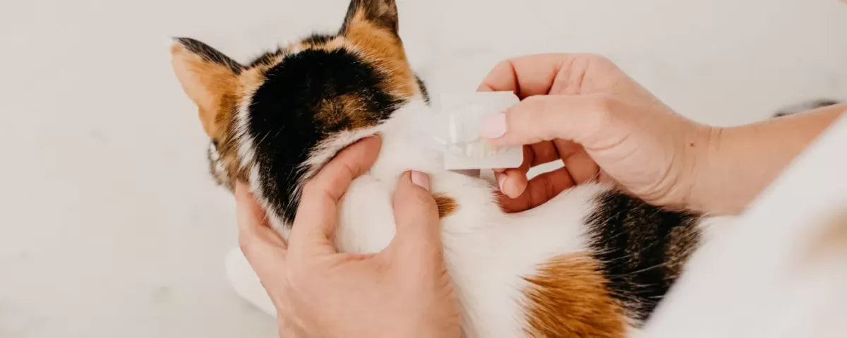 How Does Flea Treatment Work On Cats