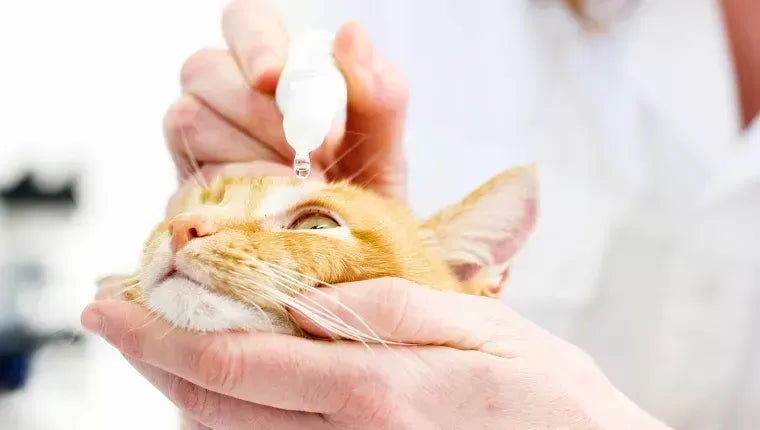 A Comprehensive Guide to Cat Eye Drops