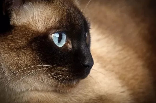 Feline Progressive Retinal Atrophy