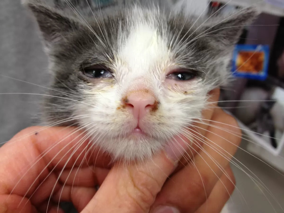 Upper Respiratory Infection in Cats