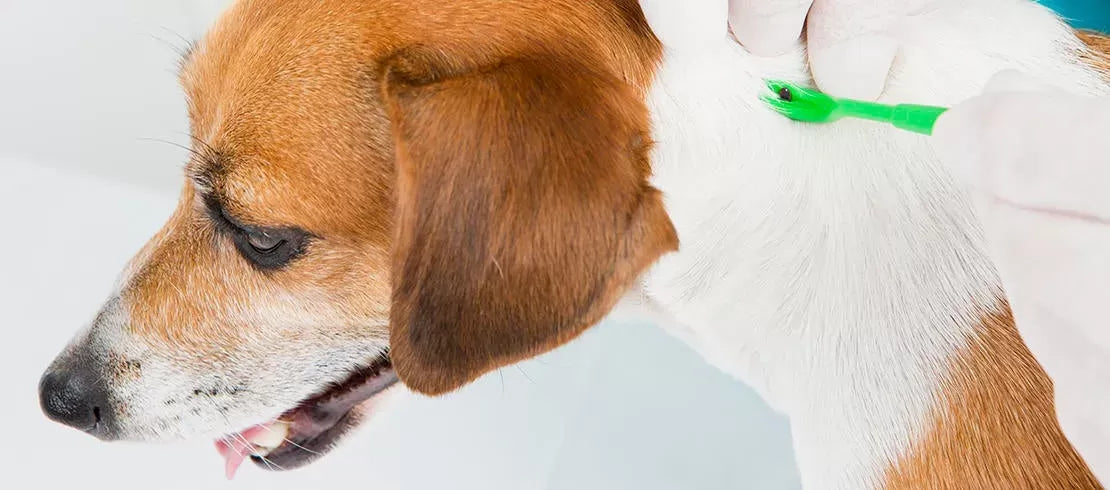 What Do Ticks Look Like on Dogs