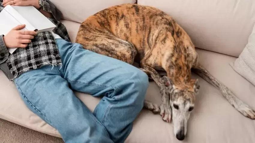 Why Do Dogs Like Their Butt Scratches