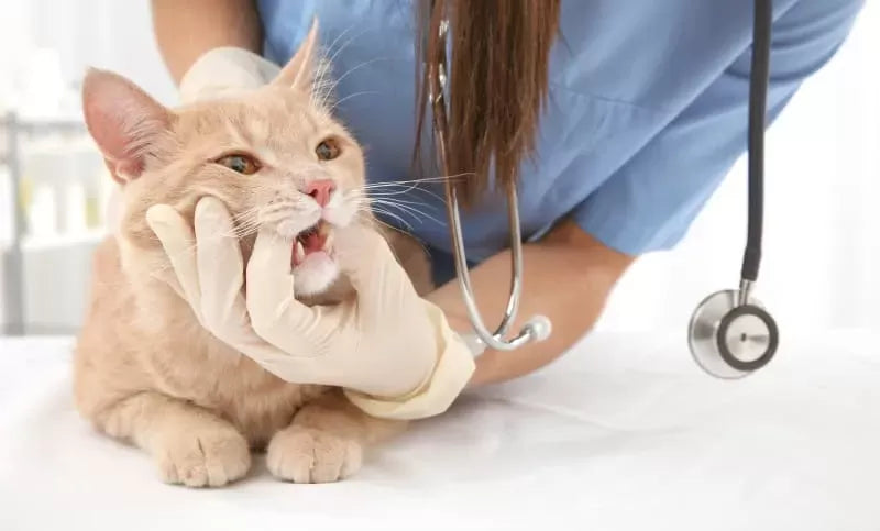 Cat Tooth Extraction: Procedure, Complications, and Post-Extraction Care