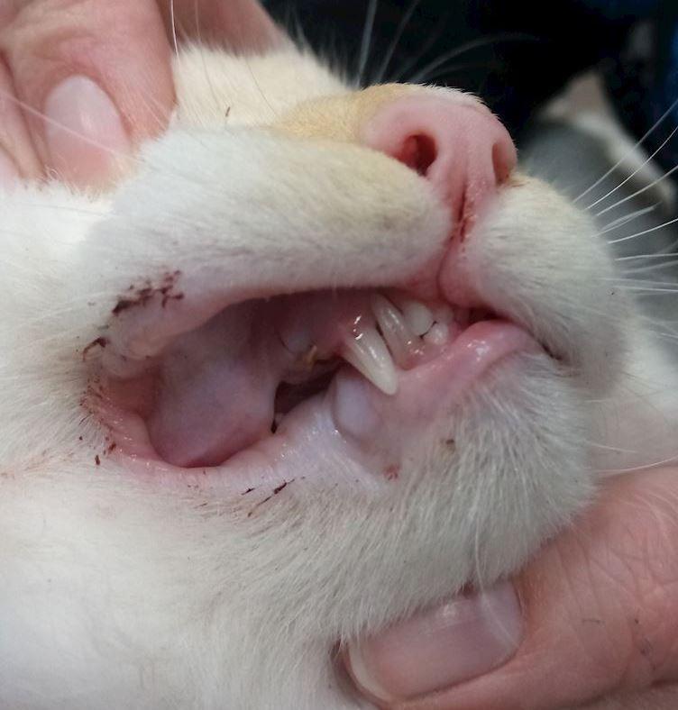 Retained Deciduous Teeth in Cats
