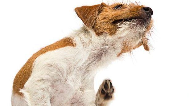Dog Skin Disorders
