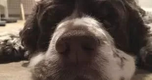 Evans Syndrome in Dogs