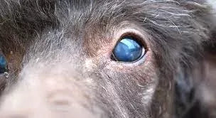 Cloudy Eyes in Dogs