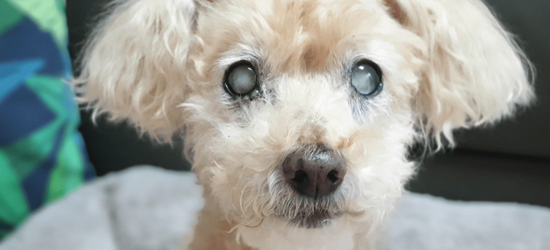 How to Tell If Your Dog Is Going Blind