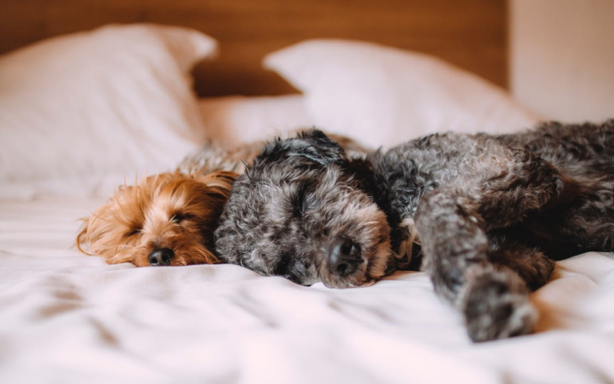 Can Dogs Have Sleep Apnea