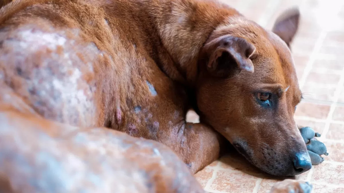What is Mange in Dogs? Unveiling The Threat