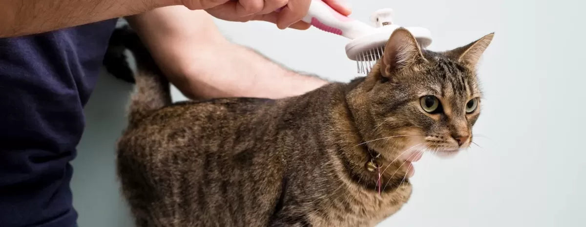 Understanding and Managing Cat Dandruff: Causes, Treatment, and Prevention