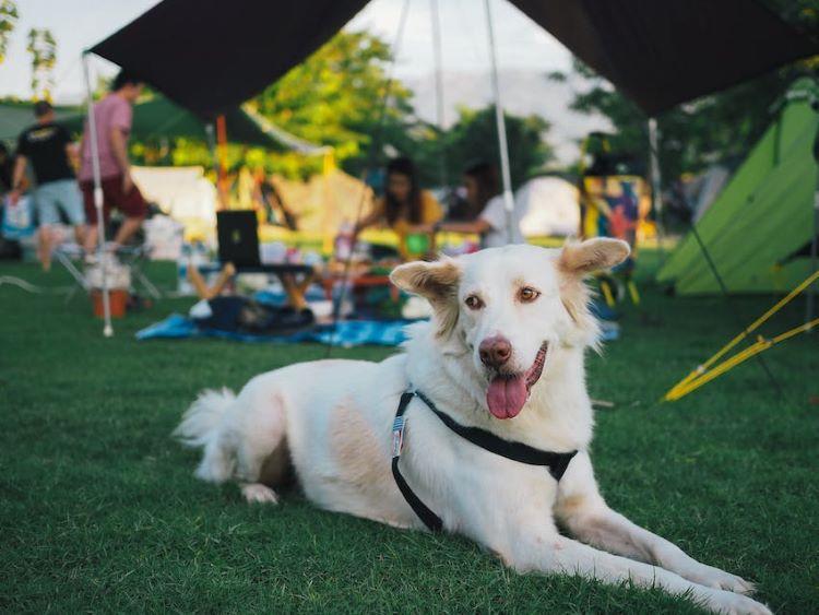 Camping with Dogs: Tips to Prevent Hot Spots Outdoors