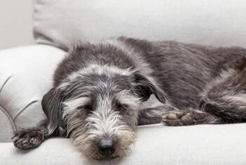 Pleuritis in Dogs​