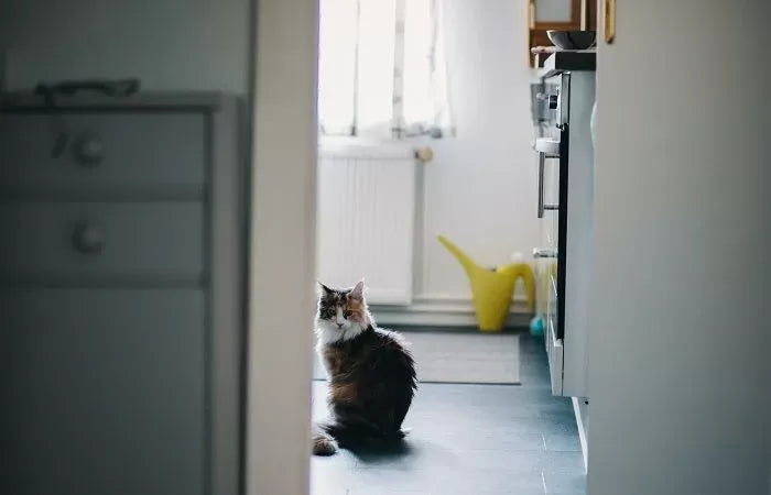 Why Does My Cat Guard Me When I Pee