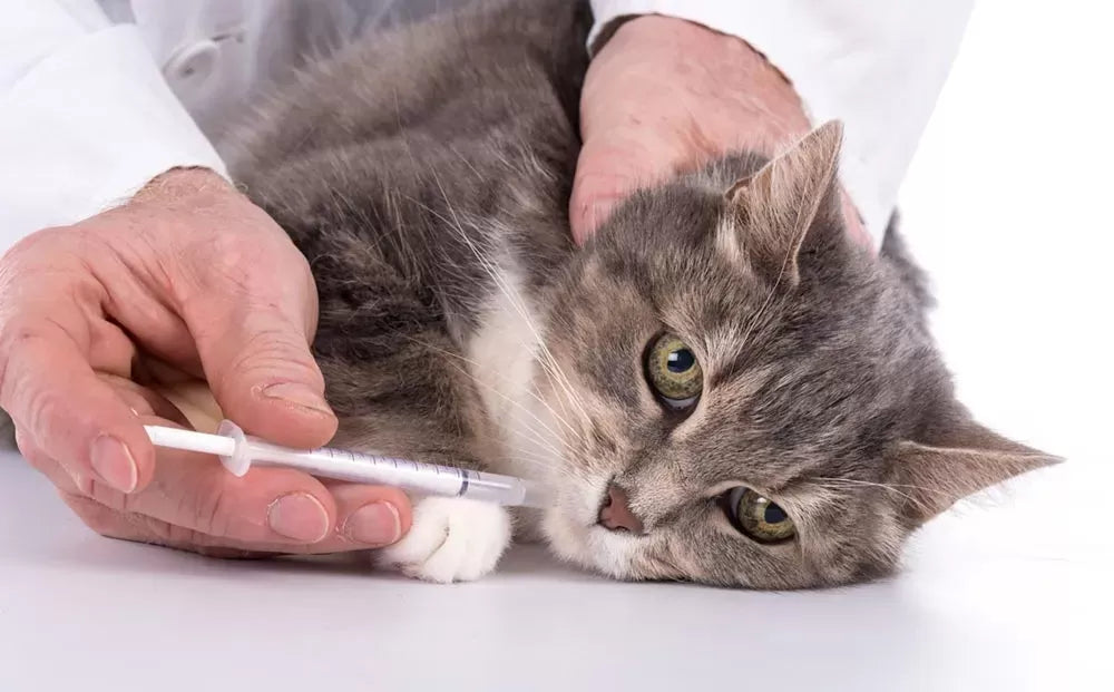 Albendazole for Cat Deworming