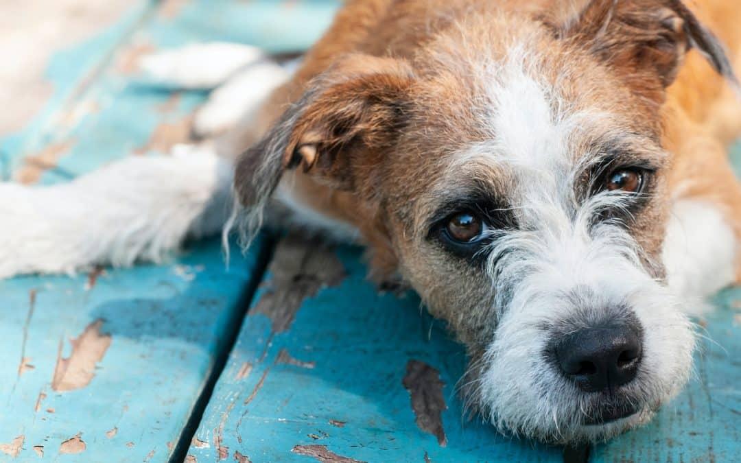 Understanding Kidney Insufficiency in Dogs