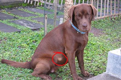Dog Cyst vs. Tumor: How to Tell the Difference and What to Do