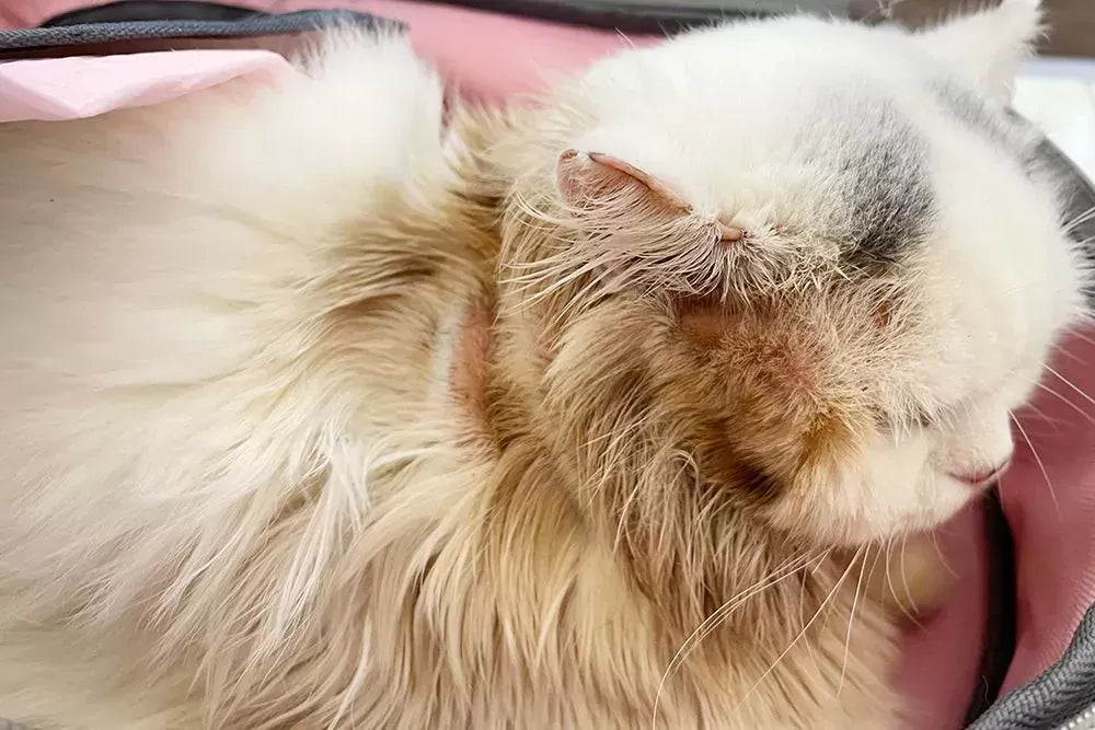 Ringworm on Cats: What You Should Know