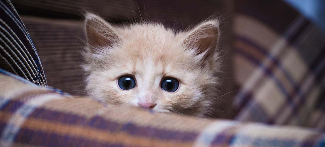 Why Is My Cat Scared of Everything