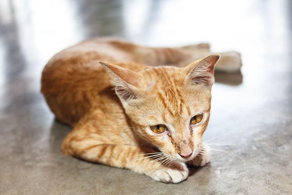 Sudden Weight Loss in Cats