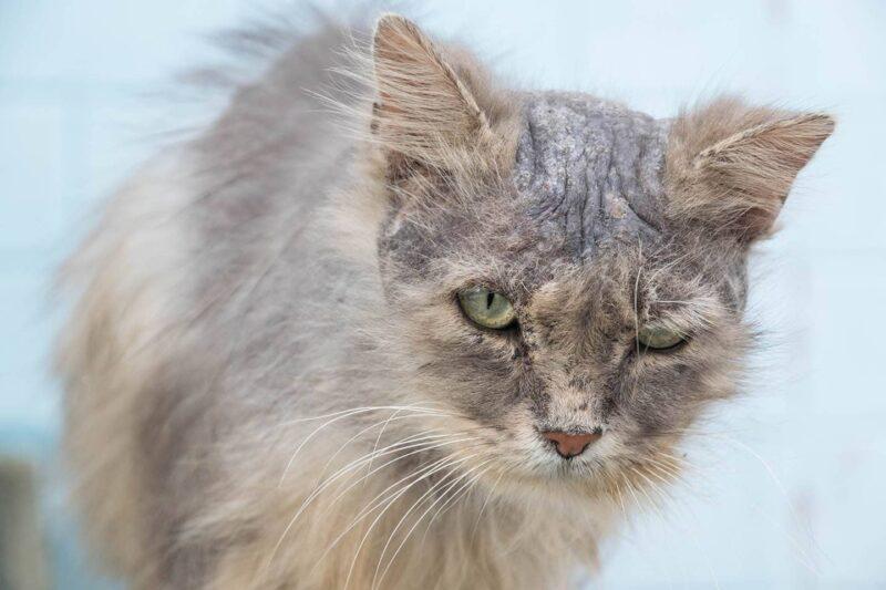 Feline Psychogenic Alopecia