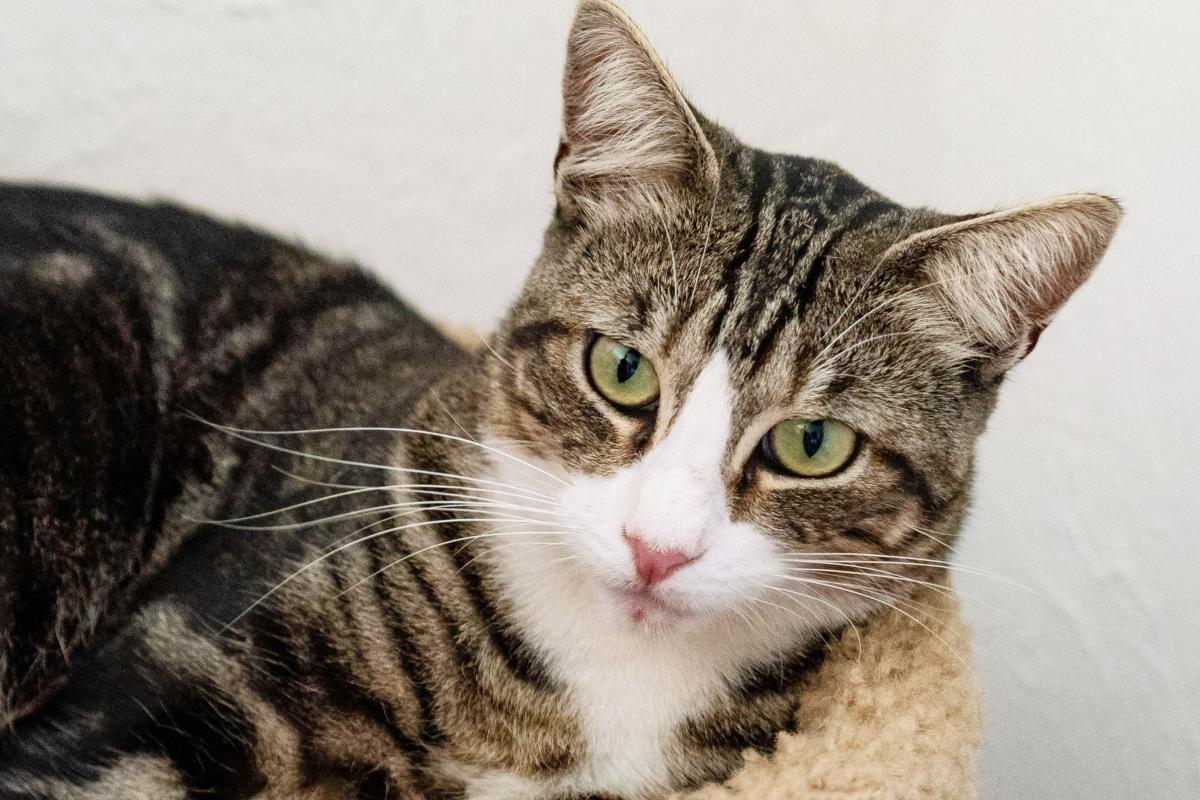 Do Cats Know When You Are Sick