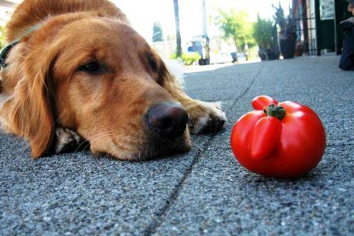 Can Dogs Eat Tomatoes