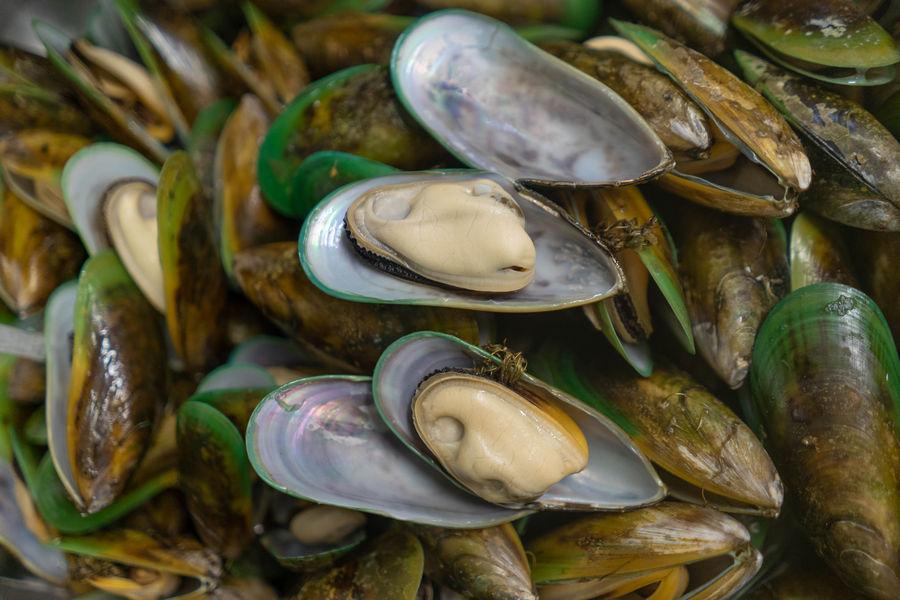 Can Dogs Eat Oysters And Mussels