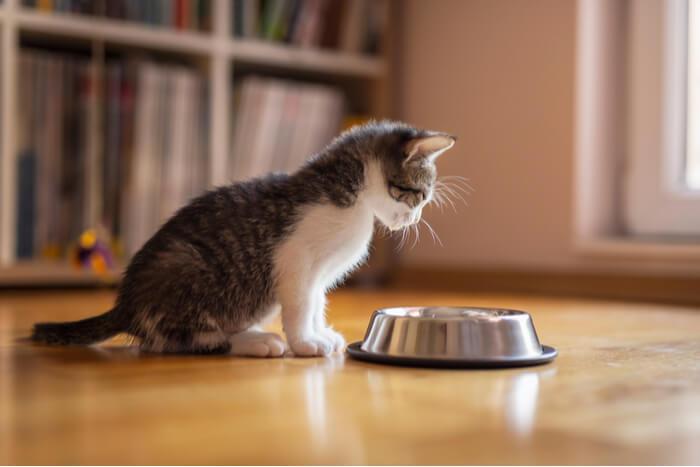 My Cat Scratching The Floor Near Her Food