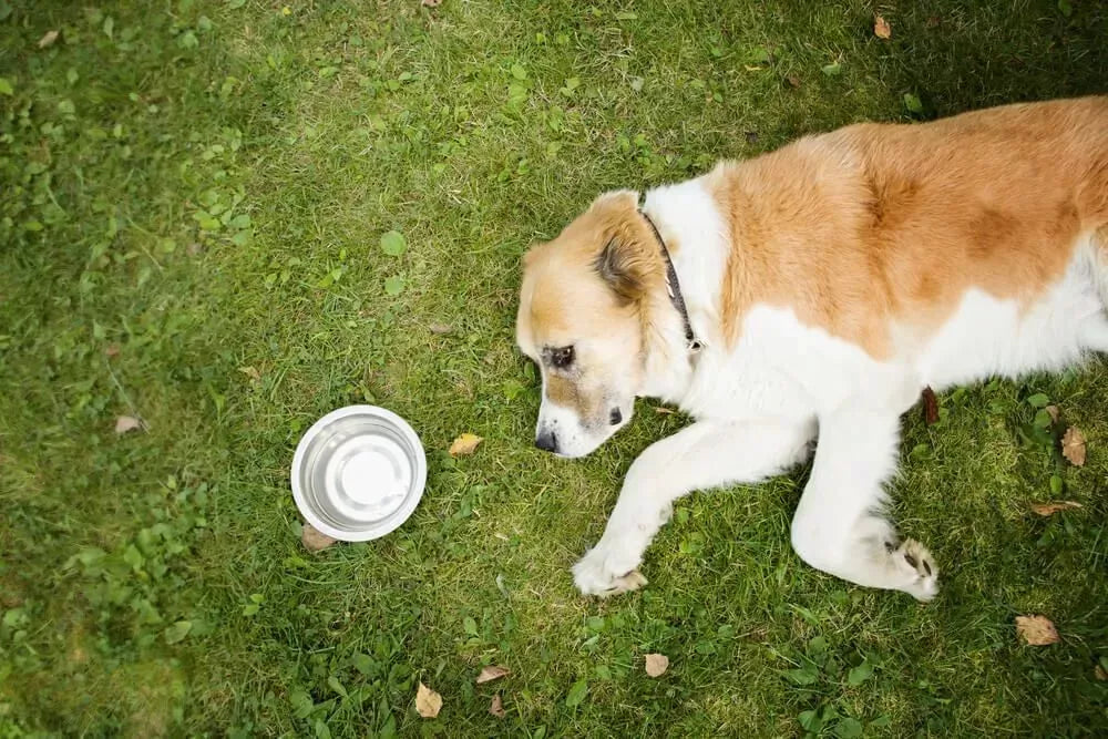 Can Dogs Dehydrate​