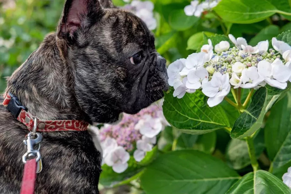 Plants that Cause Hives in Dogs and Dog Hives Remedy