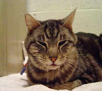 Why Is My Cat Slobbering