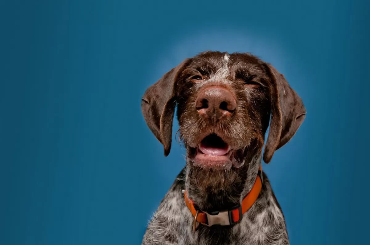 Understanding Dog Snorting: Causes, Symptoms, and Care