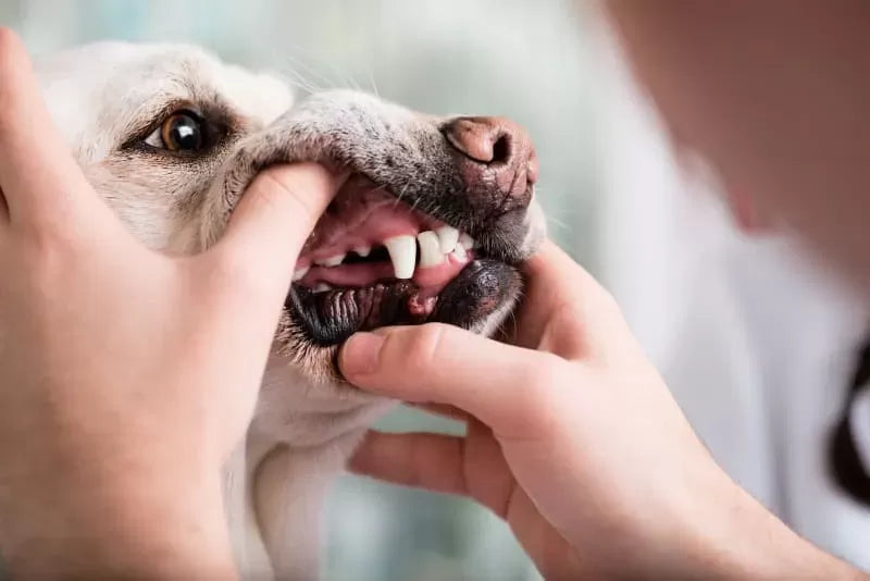 Periodontal Disease in Dogs: Causes, Symptoms, Treatment, and Prevention