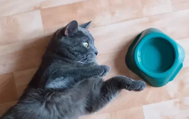 Why Don't Cats Drink Water? Exploring the Mystery Behind It.