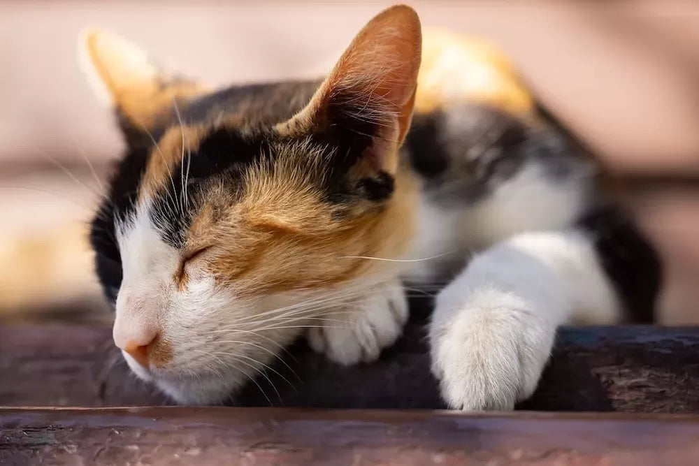Exploring the Phenomenon of Cat Twitching in Sleep