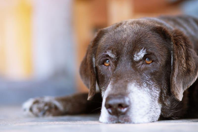 Yellow Diarrhoea in Dogs
