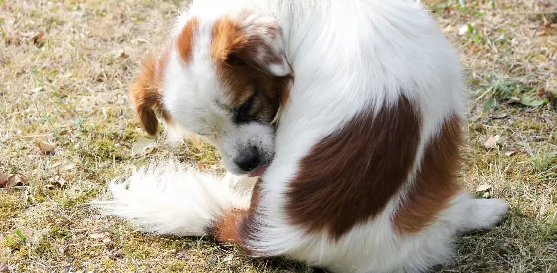 Pinworms in Dogs