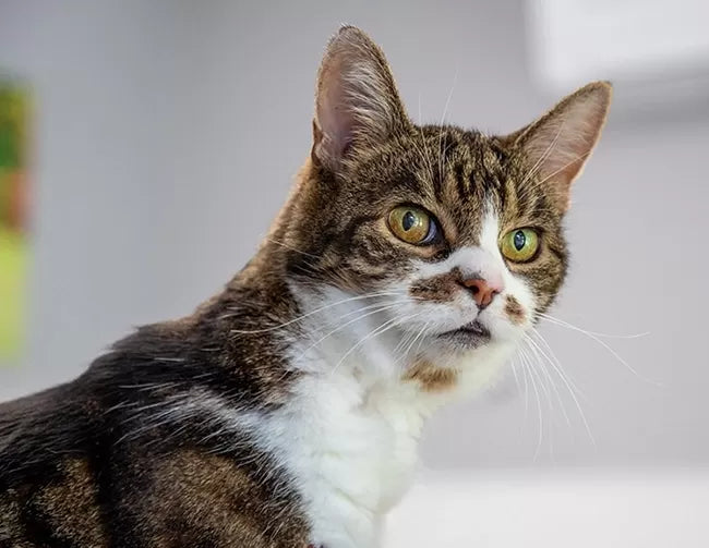 How Fleas and Parasites Lead to Hot Spots in Cats