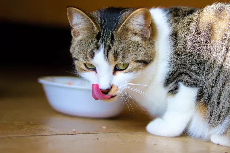 Is Your Cat’s Diet Causing Hot Spots? Food Allergies and Skin Reactions